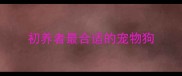 初养者最合适的宠物狗
