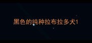 黑色的纯种拉布拉多犬