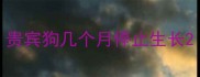 贵宾狗几个月停止生长