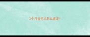 2个月金毛犬怎么鉴定