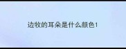 边牧的耳朵是什么颜色