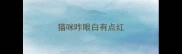猫咪咋眼白有点红