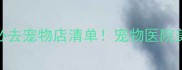 朝阳区宋庄艺术区周边必去宠物店清单宠物医院美容用品店亲测推荐攻略