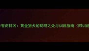 拉布拉多智商排名黄金猎犬的聪明之处与训练指南附训练技巧