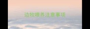 边牧喂养注意事项