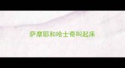 萨摩耶和哈士奇叫起床