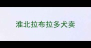 淮北拉布拉多犬卖