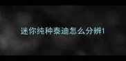 迷你纯种泰迪怎么分辨
