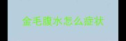 金毛腹水怎么症状