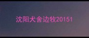 沈阳犬舍边牧2015