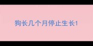 狗长几个月停止生长