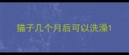猫子几个月后可以洗澡