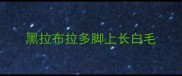 黑拉布拉多脚上长白毛