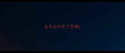 金毛幼犬吃了苍蝇