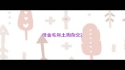 母金毛和土狗杂交