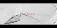 六个月茶杯犬多高