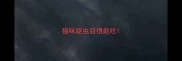 猫咪驱虫后很能吃