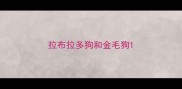 拉布拉多狗和金毛狗