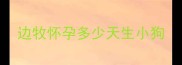 边牧怀孕多少天生小狗