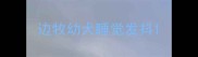 边牧幼犬睡觉发抖