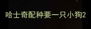 哈士奇配种要一只小狗