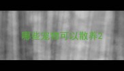 哪些宠物可以散养