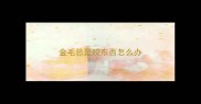 金毛总是咬东西怎么办