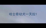 哈士奇幼犬一天拉