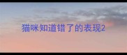 猫咪知道错了的表现
