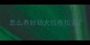 怎么养好幼犬拉布拉多
