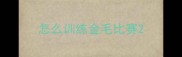 怎么训练金毛比赛