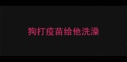 狗打疫苗给他洗澡