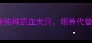 北京小狗领养救助指南免费领养纯种混血犬只领养代替购买让毛孩子找到温暖的家