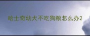 哈士奇幼犬不吃狗粮怎么办