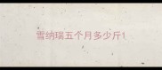 雪纳瑞五个月多少斤
