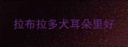 拉布拉多犬耳朵里好