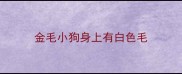 金毛小狗身上有白色毛