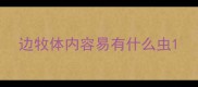 边牧体内容易有什么虫