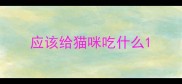 应该给猫咪吃什么