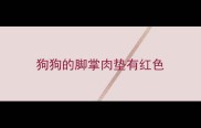 狗狗的脚掌肉垫有红色