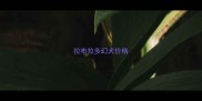 拉布拉多幻犬价格