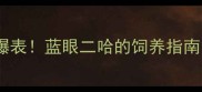 哈士奇颜值爆表蓝眼二哈的饲养指南与护理技巧