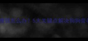 边境牧羊犬瘦弱怎么办5大关键点解决狗狗营养不良问题