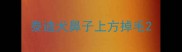 泰迪犬鼻子上方掉毛