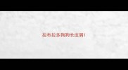 拉布拉多狗狗长皮屑