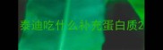 泰迪吃什么补充蛋白质