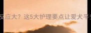 狗狗打完疫苗后反应大这5大护理要点让爱犬平安度过过渡期
