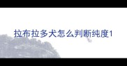 拉布拉多犬怎么判断纯度