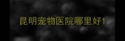 昆明宠物医院哪里好