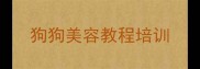 狗狗美容教程培训